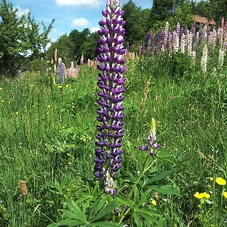 Du Poirier * Le Tholy