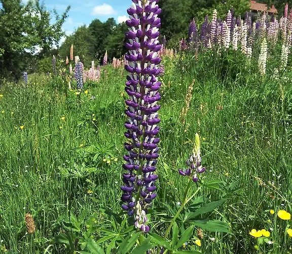 Du Poirier * 勒索里